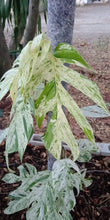Load image into Gallery viewer, Epipremnum pinnatum marble variegated