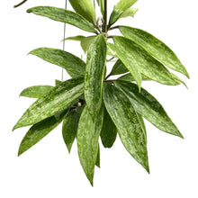 Load image into Gallery viewer, Hoya Rangsan Splash variegated with long green leaves and silver splashes in a hanging pot