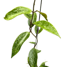 Load image into Gallery viewer, Hoya Rangsan Splash variegated with long green leaves and silver splashes in a hanging pot