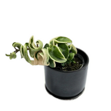 Load image into Gallery viewer, Variegated Hoya carnosa ‘Compacta Albomarginata’ with curled creamy white and green leaves in a pot.