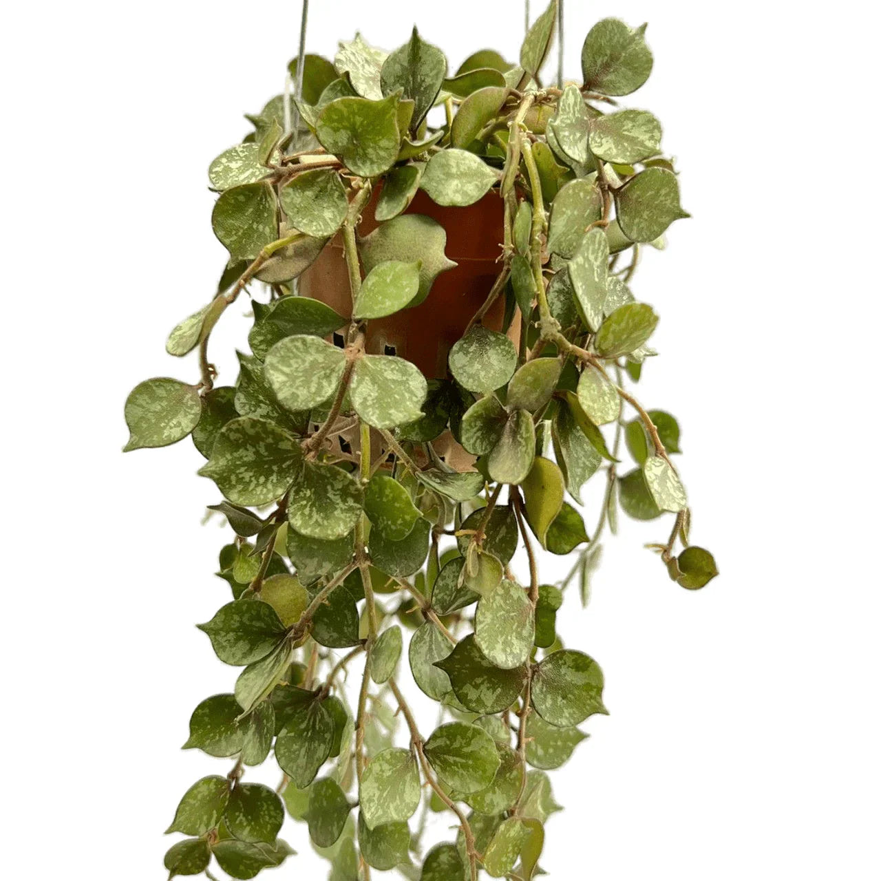 Hoya Curtisii Variegated – Compact Silver-Speckled Vine – Thai