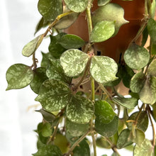 Load image into Gallery viewer, Hoya curtisii variegated with small heart-shaped silver-speckled leaves in a hanging pot