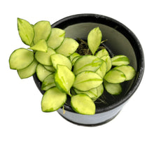 Load image into Gallery viewer, Hoya heuschkeliana variegated with creamy-yellow and green-edged oval leaves in a pot