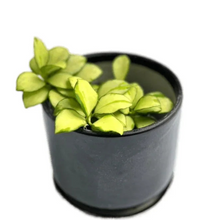 Load image into Gallery viewer, Hoya heuschkeliana variegated with creamy-yellow and green-edged oval leaves in a pot