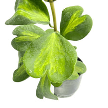 Load image into Gallery viewer, Hoya kerrii inner variegated with heart-shaped green leaves and yellow centers in a black pot