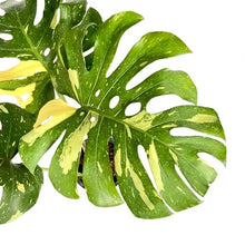 Load image into Gallery viewer, Monstera Thai Constellation with white variegated fenestrated leaves in a black pot