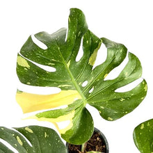 Load image into Gallery viewer, Monstera Thai Constellation with white variegated fenestrated leaves in a black pot