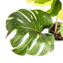 Load image into Gallery viewer, Monstera Thai Constellation with white variegated fenestrated leaves in a black pot