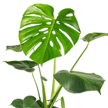 Load image into Gallery viewer, Monstera deliciosa