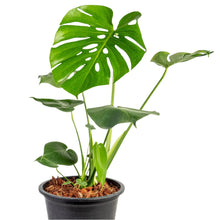Load image into Gallery viewer, Monstera deliciosa