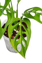 Load image into Gallery viewer, Monstera esqueleto with highly fenestrated green leaves in a pot