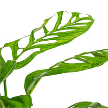 Load image into Gallery viewer, Monstera esqueleto with highly fenestrated green leaves in a pot