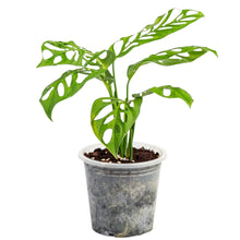 Load image into Gallery viewer, Monstera esqueleto with highly fenestrated green leaves in a pot