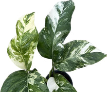 Load image into Gallery viewer, Monstera lechleriana variegated with striking white and green marbled leaves.