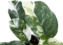 Load image into Gallery viewer, Monstera lechleriana variegated with striking white and green marbled leaves.