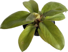 Load image into Gallery viewer, Philodendron Gold Cardinal with golden-green, broad glossy leaves