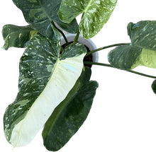 Load image into Gallery viewer, Philodendron Jose Buono with large green leaves and white variegation
