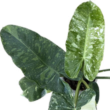 Load image into Gallery viewer, Philodendron Jose Buono with large green leaves and white variegation