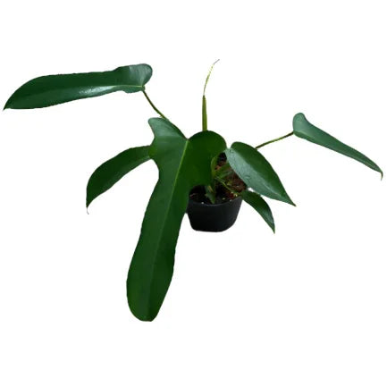 Philodendron Longilobatum 'Lelano Miyano' - TEG | Rare Aroid