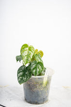 Load image into Gallery viewer, Philodendron brantianum wild form
