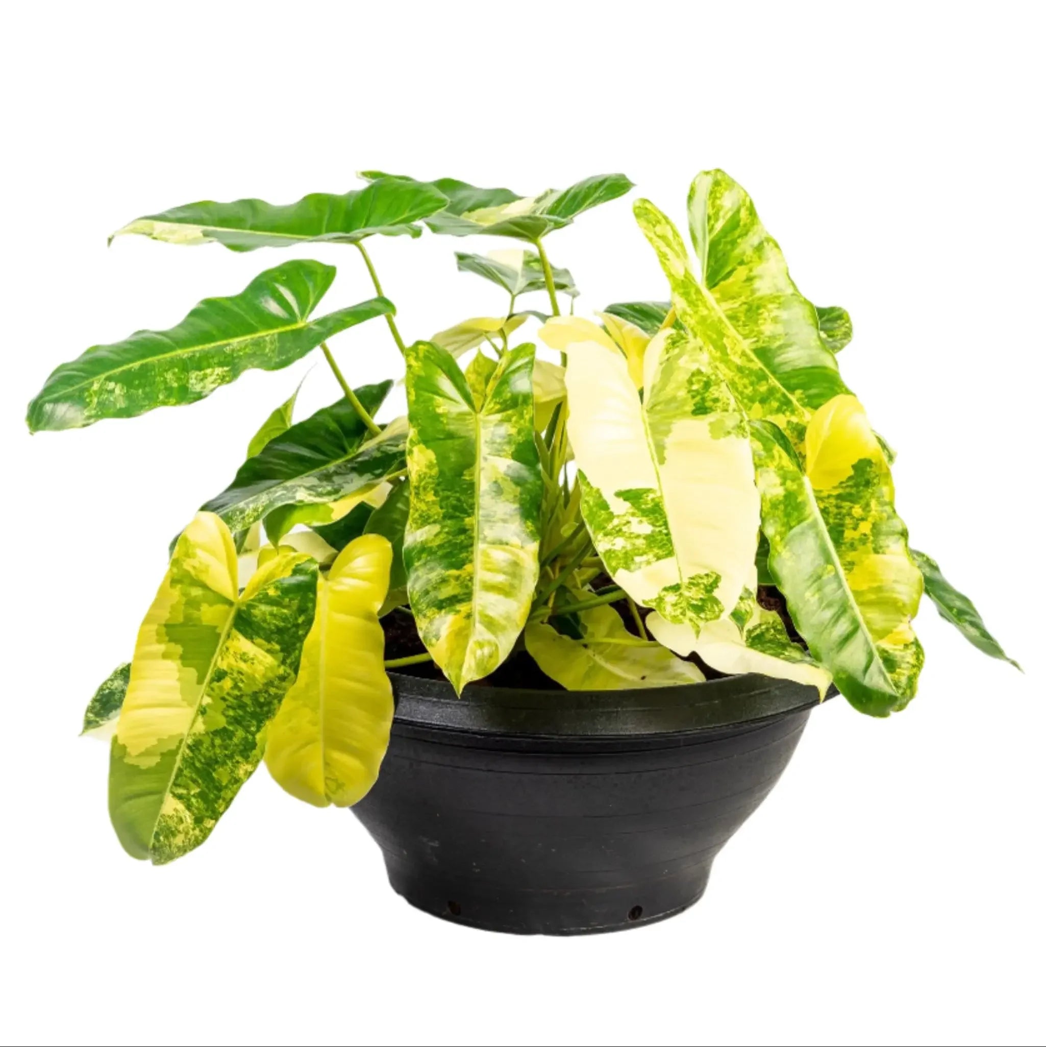 yellow and green philodendron Philodendron 'Burle Marx' Variegata -Rare