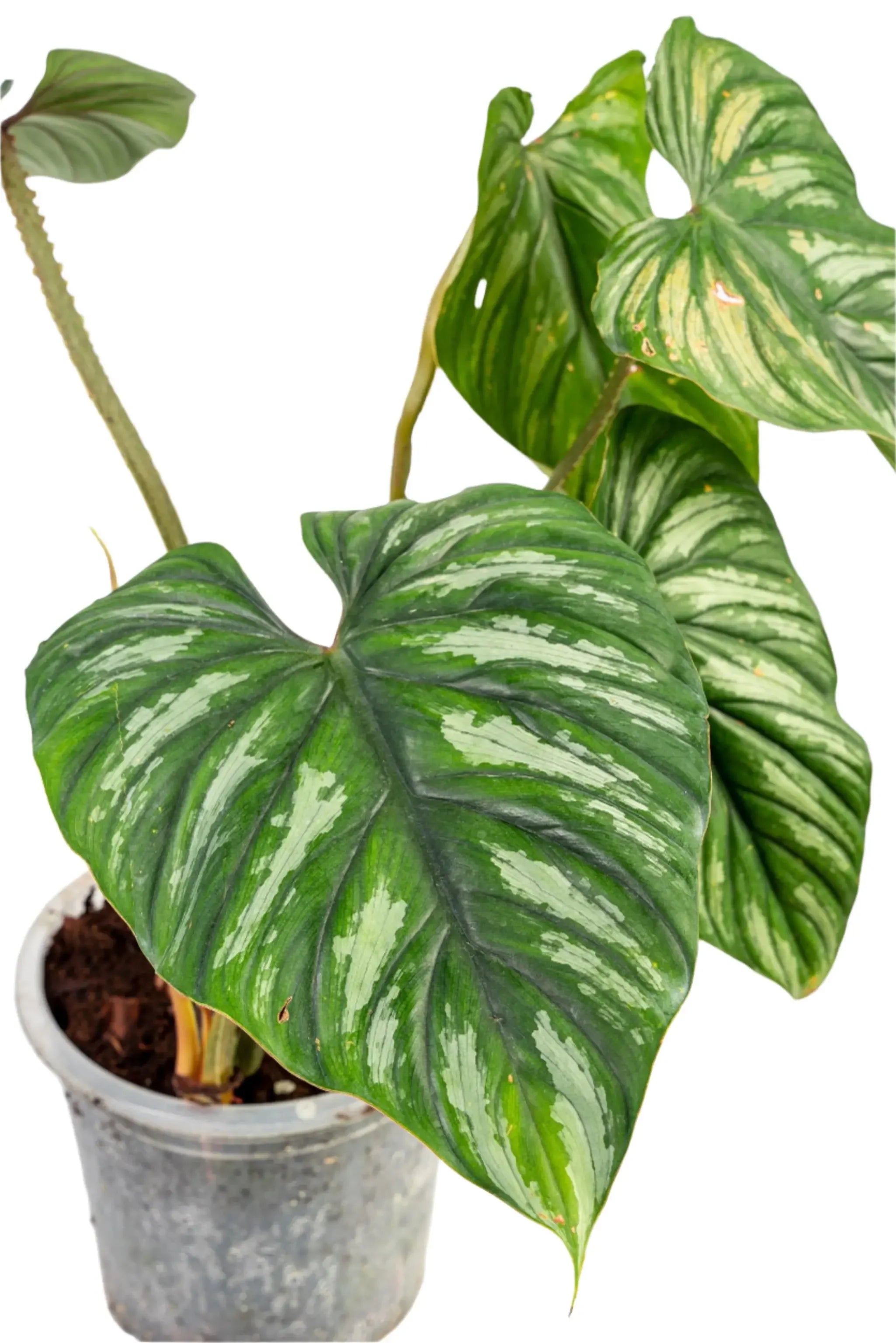 Philodendron plowmanii - TEG | Rare Silver-Green Aroid – Thai