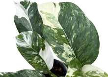 Load image into Gallery viewer, Monstera lechleriana variegated
