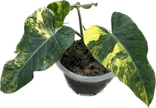 Load image into Gallery viewer, Philodendron domesticum variegated
