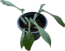 Load image into Gallery viewer, Philodendron joepii (large)
