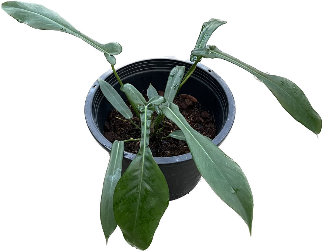 Philodendron joepii (large)