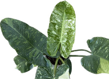 Load image into Gallery viewer, Philodendron jose buono
