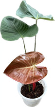 Load image into Gallery viewer, Philodendron lynamii