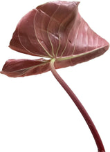 Load image into Gallery viewer, Philodendron lynamii