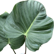 Load image into Gallery viewer, Philodendron lynamii
