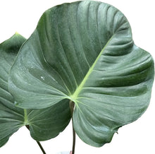 Load image into Gallery viewer, Philodendron lynamii