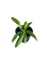 Load image into Gallery viewer, Anthurium vittarifolium variegated
