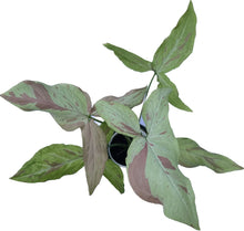 Load image into Gallery viewer, Syngonium Strawberry Milk with pastel pink and green variegated arrow-shaped leaves