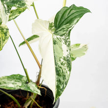 Load image into Gallery viewer, Syngonium albo variegated with marbled green and white arrow-shaped leaves.
