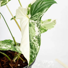 Load image into Gallery viewer, Syngonium albo variegated with marbled green and white arrow-shaped leaves.