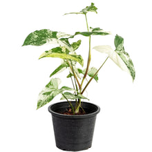 Load image into Gallery viewer, Syngonium albo variegated with marbled green and white arrow-shaped leaves.