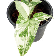 Load image into Gallery viewer, Syngonium albo variegated with marbled green and white arrow-shaped leaves.