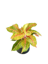 Load image into Gallery viewer, Aglaonema &quot;Lak sup&quot;
