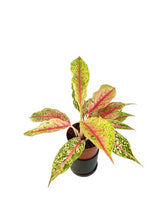 Load image into Gallery viewer, Aglaonema &quot;Lai nam thong&quot;
