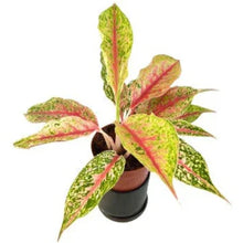 Load image into Gallery viewer, Aglaonema Lai Nam Thong