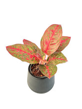 Load image into Gallery viewer, Aglaonema &quot;Sup mongkol&quot;
