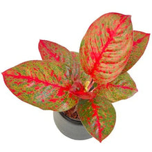 Load image into Gallery viewer, A potted Aglaonema 'Sup mongkol' plant with vibrant red and green leaves.