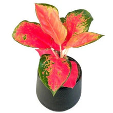 Load image into Gallery viewer, Aglaonema Chang Dang