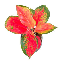 Load image into Gallery viewer, Aglaonema &quot;Chang dang&quot;
