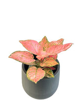 Load image into Gallery viewer, Aglaonema &quot;Valentine&quot;
