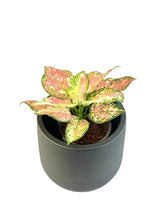 Load image into Gallery viewer, Aglaonema Anyamanee tricolor